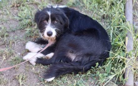 Liebenswerte und eher ruhige Heidi sucht liebevolles Zuhause