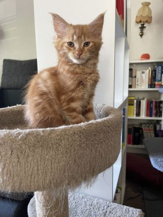 Wunderschöne zuckersüße Katze Maine Coon Kitten in liebevolle Hände abzugeben