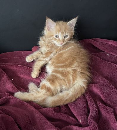 Wunderschöne zuckersüße Katze Maine Coon Kitten in liebevolle Hände abzugeben