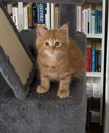 Wunderschöne zuckersüße Katze Maine Coon Kitten in liebevolle Hände abzugeben