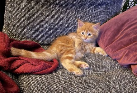 Wunderschöne Maine Coon Kitten in liebevolle Hände abzugeben