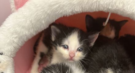 4 schwarz weiße Bkh mix Babys sehr anhänglich durch handaufzucht