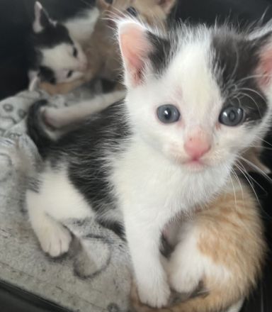 4 schwarz weiße Bkh mix Babys sehr anhänglich durch handaufzucht