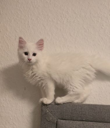 Süßes Maine Coon Mädel