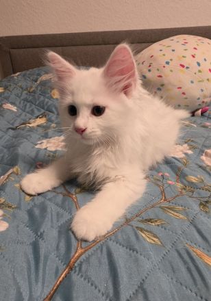 Süßes Maine Coon Mädel