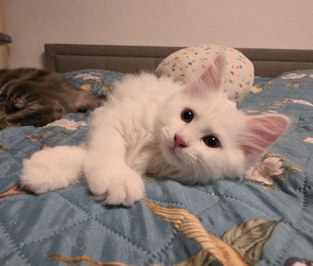 Süßes Maine Coon Mädel