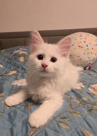 Süßes Maine Coon Mädel