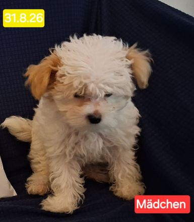 Maltipoo Welpen