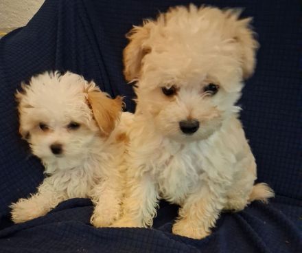 Maltipoo Welpen
