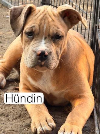 Noch 3 wundervolle XL Bully Welpen suchen ihre Herzensmenschen