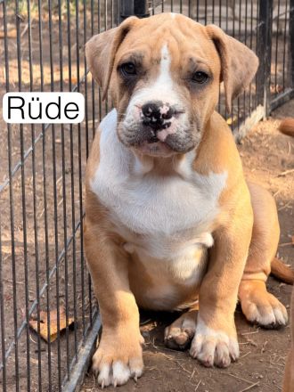 Noch 3 wundervolle XL Bully Welpen suchen ihre Herzensmenschen