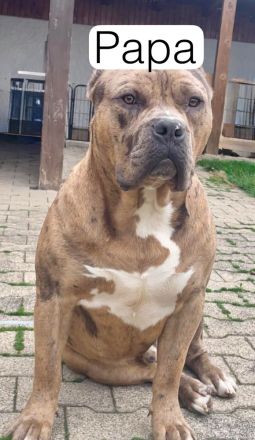 Noch 3 wundervolle XL Bully Welpen suchen ihre Herzensmenschen