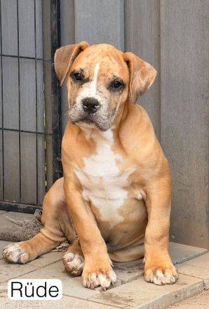 Noch 3 wundervolle XL Bully Welpen suchen ihre Herzensmenschen