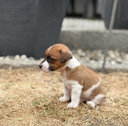 Jack Russell Terrier Welpen suchen ein liebevolles Zuhause