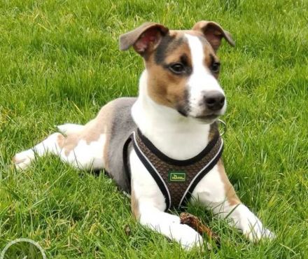 Jack Russell Terrier Welpen suchen ein liebevolles Zuhause