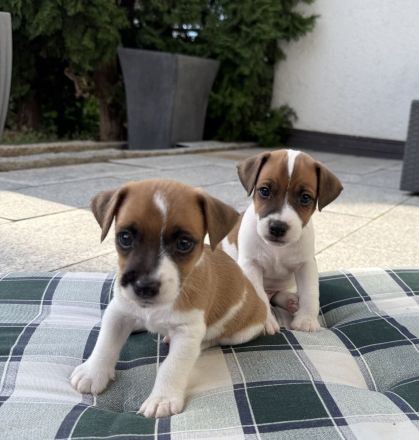 Jack Russell Terrier Welpen suchen ein liebevolles Zuhause