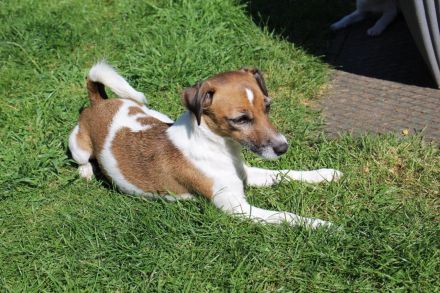 Jack Russell Terrier Welpen suchen ein liebevolles Zuhause