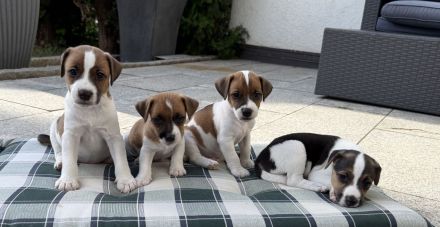 Jack Russell Terrier Welpen suchen ein liebevolles Zuhause