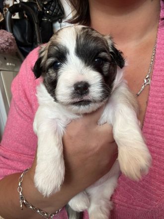 Maltipoo Havapoo