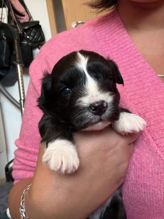 Maltipoo Havapoo