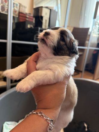 Maltipoo Havapoo