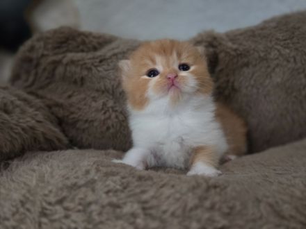 Wunderschönes BKH Kitten in Red-White – kleine Prinzessin sucht ihre Herzensmenschen 💗