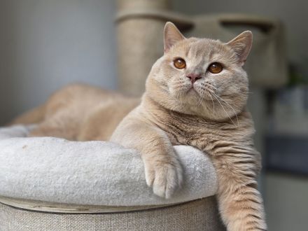 Wunderschönes BKH Kitten in Red-White – kleine Prinzessin sucht ihre Herzensmenschen 💗