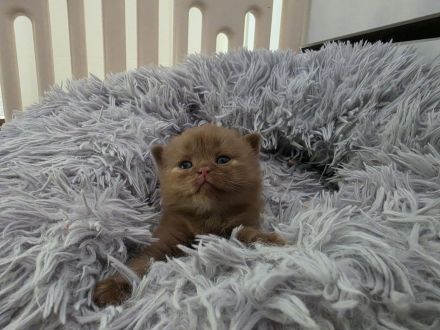 🎀 Zwei zauberhafte BKH-Prinzessinnen suchen ihr Herzenszuhause – Red-White & Cinnamon-Tortie 💕🐾