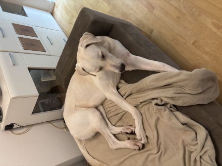 Liebevolles Zuhause gesucht