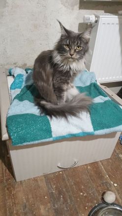 Liebe Tiffi sucht neuen Berufsstreichler
