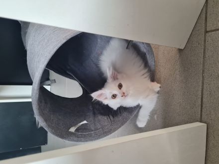 Katzenbaby, Kitten
