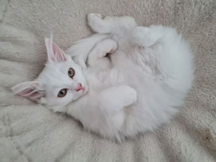 Katzenbaby, Kitten