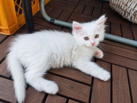Katzenbaby, Kitten