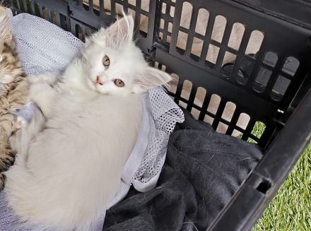 Katzenbaby, Kitten