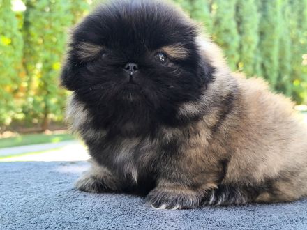 Pekinese - Pekingese