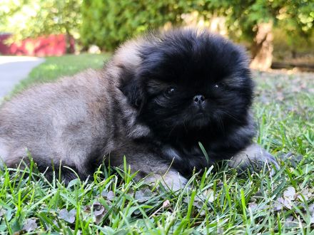 Pekinese - Pekingese