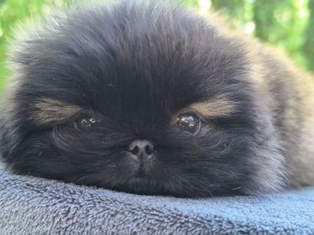 Pekinese - Pekingese