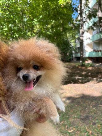 Pomeranian Welpen