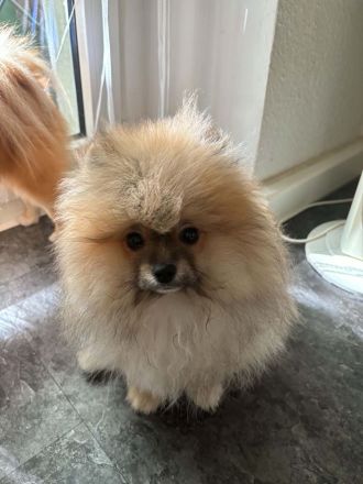 Pomeranian Welpen