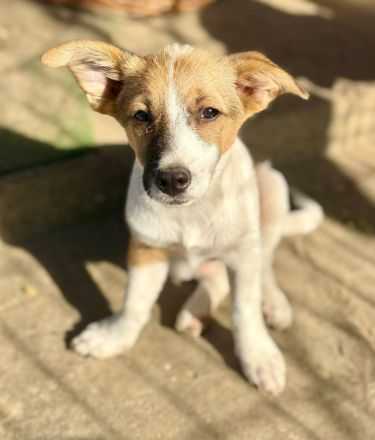 Champion und Tia,  jung, lebhaft, hübsche Welpen