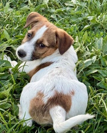 Champion und Tia,  jung, lebhaft, hübsche Welpen