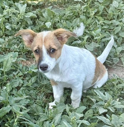 Champion und Tia,  jung, lebhaft, hübsche Welpen