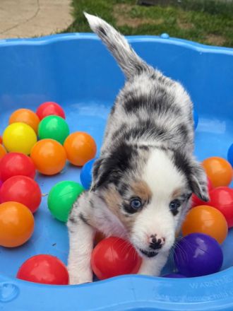 **KNIGHTS** - Mini Aussie Welpen, Miniature Australian Shepherd Welpen in Blue Merle