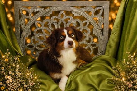 **KNIGHTS** - Mini Aussie Welpen, Miniature Australian Shepherd Welpen in Blue Merle