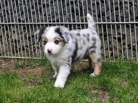 **KNIGHTS** - Mini Aussie Welpen, Miniature Australian Shepherd Welpen in Blue Merle
