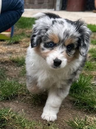 **KNIGHTS** - Mini Aussie Welpen, Miniature Australian Shepherd Welpen in Blue Merle