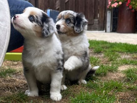 **KNIGHTS** - Mini Aussie Welpen, Miniature Australian Shepherd Welpen in Blue Merle