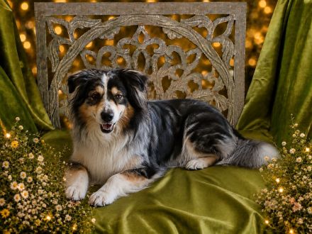 **KNIGHTS** - Mini Aussie Welpen, Miniature Australian Shepherd Welpen in Blue Merle