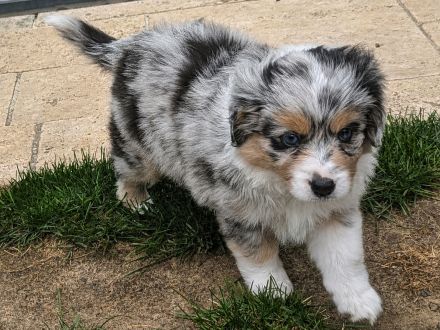 **KNIGHTS** - Mini Aussie Welpen, Miniature Australian Shepherd Welpen in Blue Merle