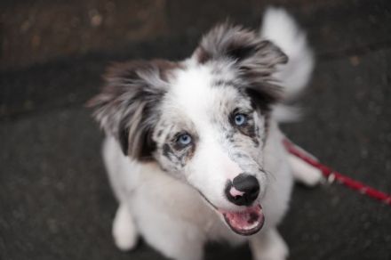 Border Collie Hündin 4 Monate